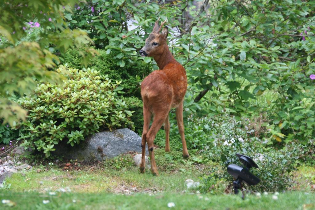 Torrdarach House Bed & Breakfast ピトロクリー エクステリア 写真